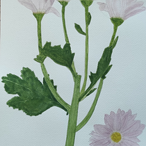 My project for course: Botanical Watercolor: Illustrate the Anatomy of Flowers. Un progetto di Illustrazione tradizionale, Belle arti, Pittura, Disegno, Pittura ad acquerello e Illustrazione botanica di anriettae - 29.07.2022