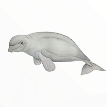 Mi proyecto del curso: Técnicas de ilustración naturalista: ballenas en acuarela. Un progetto di Illustrazione tradizionale, Illustrazione digitale, Design di poster  e Manga di Lina Maria Muñoz Torres - 21.07.2022