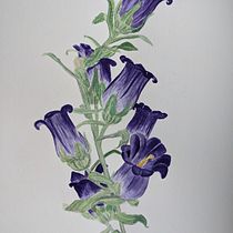 My project for course: Botanical Illustration with Watercolors. Traditional illustration, Fine Arts, Painting, Drawing, Watercolor Painting, and Botanical Illustration project by Anna Petrikova - 07.30.2022