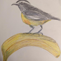 My project for course: Illustrating Nature: A Creative Exploration. Traditional illustration, Painting, Drawing, Watercolor Painting, Ink Illustration, and Naturalistic Illustration project by melissara5767 - 07.30.2022