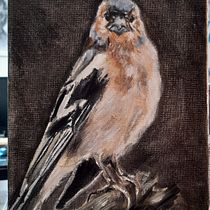 My project for course: Classical Oil Painting for Naturalist Bird Portraiture. Fine Arts, Painting, Oil Painting, and Naturalistic Illustration project by deborahwatts - 07.30.2022