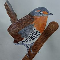 Mi proyecto del curso: Ilustración naturalista de aves con acuarela. Ilustração tradicional, Pintura em aquarela, Desenho realista e Ilustração naturalista projeto de Dennis Muñoz - 31.07.2022