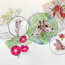 My project for course: Naturalist Journaling with Watercolor. Traditional illustration, Watercolor Painting, Botanical Illustration, Sketchbook, and Naturalistic Illustration project by Nelvia McGrath - 08.01.2022