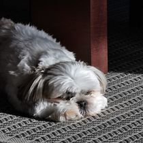 Mi proyecto del curso: Fotografía lifestyle de perros. Un projet de Photographie, Photographie de portrait, Photographie pour Instagram, Photographie documentaire, Photographie lifest , et le de Bianca Larrazabal Greppo - 02.08.2022