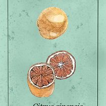 Mein Kursprojekt: Botanische Illustration: vom Skizzenbuch zum Druck Ein Projekt aus dem Bereich Traditionelle Illustration, Skizzenentwurf, Zeichnung, Botanische Illustration, Sketchbook und Illustration mit Tinte von Palinkas Cecilia - 03.08.2022