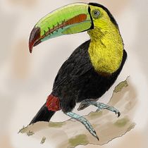 Ilustración naturalista con bolígrafo : Tucan pico iris. Traditional illustration, Drawing, Realistic Drawing, and Naturalistic Illustration project by kaklabe - 08.05.2022
