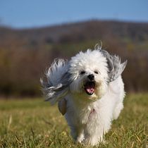 My project for course: Lifestyle Dog Photography. Un projet de Photographie, Photographie de portrait, Photographie pour Instagram, Photographie documentaire, Photographie lifest , et le de amicixilpelo - 08.08.2022