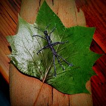 Water measurer on tulip leaf. Embroider, and Textile Design project by Kim Ellis - 08.08.2022