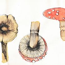 Minhas Aquarelas Botânicas. Projekt z dziedziny Trad, c, jna ilustracja, Malowanie akwarelą, R, sunek botaniczn i Sketchbook użytkownika Carol Callet - 09.08.2022
