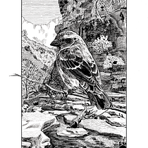 Mi proyecto del curso: Ilustración con tinta y plumilla: captura el mundo natural. Sketching, Drawing, Artistic Drawing, Sketchbook, Ink Illustration, and Naturalistic Illustration project by Begoña Blázquez Parro - 07.18.2022