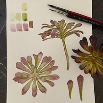 Mon projet du cours : Aquarelle botanique : illustrez l’anatomie des fleurs. Un progetto di Illustrazione botanica, Illustrazione tradizionale, Belle arti, Pittura, Disegno e Pittura ad acquerello di Aurélie Feuvrier - 12.08.2022