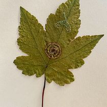 My project for course: Extraordinary Embroidery: Explore Alternative Organic Materials. Embroider, and Textile Design project by Franziska - 08.12.2022