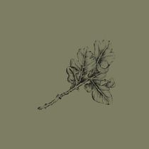 Mein Kursprojekt: Botanische Illustration: vom Skizzenbuch zum Druck. Un proyecto de Ilustración tradicional, Bocetado, Dibujo, Ilustración botánica, Sketchbook e Ilustración con tinta de herzteddy1 - 12.08.2022