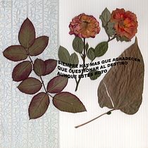 Mi proyecto del curso: Técnicas básicas de prensado botánico. Un progetto di Artigianato, Belle arti, Collage, DIY e Design floreale e vegetale di Norma Zepeda Gutiérrez - 12.08.2022