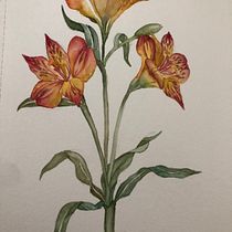 Mi proyecto del curso: Acuarela botánica: ilustra la anatomía de las flores. Un progetto di Illustrazione tradizionale, Belle arti, Pittura, Disegno, Pittura ad acquerello e Illustrazione botanica di ma_teresa_21 - 11.08.2022
