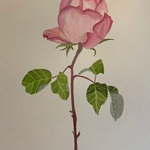 My project for course: Botanical Watercolor: Illustrate the Anatomy of Flowers. Un progetto di Illustrazione tradizionale, Belle arti, Pittura, Disegno, Pittura ad acquerello e Illustrazione botanica di jmpitt2 - 15.08.2022