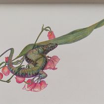 My project for course: Surrealist Illustration Inspired by Nature. Traditional illustration, Pencil Drawing, Drawing, Artistic Drawing, Naturalistic Illustration, and Colored Pencil Drawing project by nadira_nieth - 08.08.2022