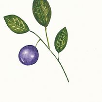 Mi proyecto del curso: Ilustración botánica con acuarela. Traditional illustration, Fine Arts, Painting, Drawing, Watercolor Painting, and Botanical Illustration project by TDS - 08.15.2022