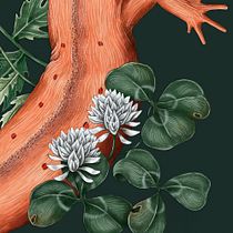 My project for Jessica Roux's Natural Illustration with Digital Painting. Traditional illustration, Drawing, Digital Illustration, Realistic Drawing, Digital Painting, and Naturalistic Illustration project by Audrey Lauriston - 08.27.2022