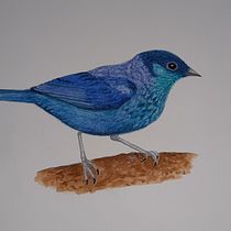 Black-capped Tanager (Stilpnia heinei). Ilustração tradicional, Pintura em aquarela, Desenho realista e Ilustração naturalista projeto de Esther Inglada - 16.08.2022