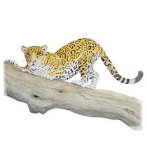 Mi proyecto del curso: Ilustración científica de animales en acuarela. Traditional illustration, Watercolor Painting, Realistic Drawing, and Naturalistic Illustration project by herbertismatul - 08.16.2022