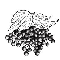 My project for course: Introduction to Tattooing. Ilustração tradicional, Desenho de tatuagens e Ilustração botânica projeto de Tamara Safarova - 15.08.2022