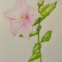 My project for course: Illustrating Nature with Watercolor and Pen. Fine Arts, Painting, Drawing, Watercolor Painting, Botanical Illustration, and Traditional illustration project by Sharon Smithem - 08.10.2022