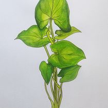 Mon projet du cours : Carnet de croquis botanique : une approche méditative. Ilustração tradicional, Esboçado, Desenho, Pintura em aquarela, Ilustração botânica, Sketchbook, Design, e Pintura projeto de charly_bzt - 19.02.2022