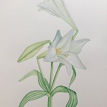 Mi proyecto del curso: Acuarela realista para composiciones botánicas. Un projet de Illustration traditionnelle, Peinture, Dessin, Aquarelle et Illustration botanique de Ángela Camús Casanova - 19.08.2022