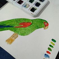 Meu projeto do curso: Ilustração naturalista de aves com aquarela. Ilustração tradicional, Pintura em aquarela, Desenho realista e Ilustração naturalista projeto de eduardathaisdosantos - 16.08.2022