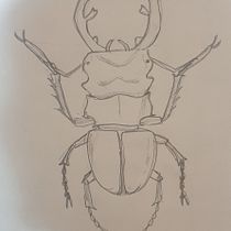My project for course: Scientific Illustration for Pattern Design ( a stag beetle ). Projekt z dziedziny Trad, c, jna ilustracja, Pattern design, Ilustracja c, frowa, Ilustracja naturalist i czna użytkownika Abdellrahman Ali Nour - 20.08.2022