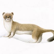 Meu projeto do curso: Ilustração científica de animais em aquarela. Traditional illustration, Watercolor Painting, Realistic Drawing, Naturalistic Illustration, Drawing, Ink Illustration, and Color Theor project by Tiago Oliveira - 08.21.2022