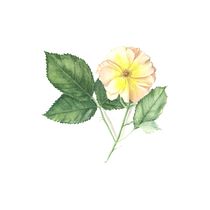 My project for course: Botanical Illustration with Watercolors. Ilustração tradicional, Artes plásticas, Pintura, Desenho, Pintura em aquarela e Ilustração botânica projeto de Susan King - 16.09.2022