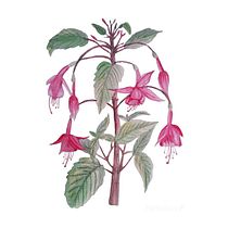 Mi proyecto del curso: Ilustración botánica con acuarela. Traditional illustration, Fine Arts, Painting, Drawing, Watercolor Painting, and Botanical Illustration project by conyrikerles - 08.25.2022