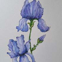 Il mio progetto del corso: Illustrazione della natura con acquerelli e penne. Traditional illustration, Fine Arts, Painting, Drawing, Watercolor Painting, and Botanical Illustration project by Arianna Rebecchi - 08.28.2022