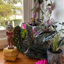 My project for course: Home Styling and Decoration with Plants. Un proyecto de Diseño interactivo, Decoración de interiores, Interiorismo, DIY, Diseño floral y vegetal de annemariejc - 25.08.2022