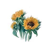 Mi proyecto del curso: Ilustración botánica con acuarela. Ilustração tradicional, Artes plásticas, Pintura, Desenho, Pintura em aquarela e Ilustração botânica projeto de Rocío González - 30.08.2022