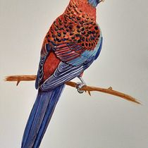Mi proyecto del curso: Ilustración naturalista de aves con acuarela. Ilustração tradicional, Pintura em aquarela, Desenho realista e Ilustração naturalista projeto de Martha Ortiz - 31.08.2022