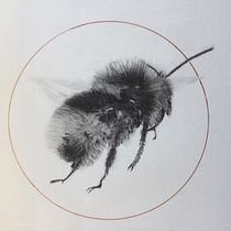 My project for course: Illustrating the Natural World with Watercolor and Charcoal. Traditional illustration, Painting, and Naturalistic Illustration project by Joan - 08.28.2022
