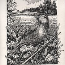 My project for course: Dip Pen and Ink Illustration: Capturing The Natural World Ein Projekt aus dem Bereich Skizzenentwurf, Zeichnung, Artistische Zeichnung, Sketchbook, Illustration mit Tinte und Naturalistische Illustration von Serville Voi - 04.09.2022