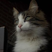 Mi proyecto del curso: Fotografía para principiantes: descubre tu cámara digital . % alejo_parada24 tarafından hazırlanan Fotoğrafçılık, Dijital Fotoğrafçılık, Fotoğrafik Kompozis, Ve on projesi - 09.05.2022