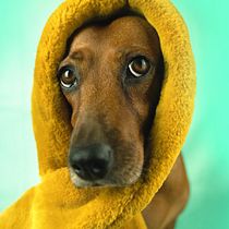 Il mio progetto del corso: Introduzione alla fotografia di cani. Un projet de Photographie, Photographie de portrait, Photographie de studio, Photographie documentaire, Photographie lifest, le , et Photographie intérieure de gianna Filetti - 06.09.2022