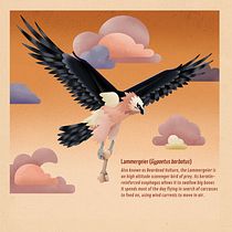 Gypaetus barbatus. Un progetto di Illustrazione vettoriale, Illustrazione digitale e Illustrazione infantile di mattiabardini.98 - 06.09.2022