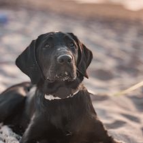 Mein Kursprojekt: Lifestyle-Fotografie mit Hunden. Un projet de Photographie, Photographie de portrait, Photographie pour Instagram, Photographie documentaire, Photographie lifest , et le de Katrin Hess - 08.09.2022