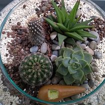 Mi proyecto del curso: Arte vegetal: crea tu propio terrario abierto. Interior Design, L, scape Architecture, Decoration, DIY, Floral, and Plant Design project by Rina Rengifo - 09.09.2022
