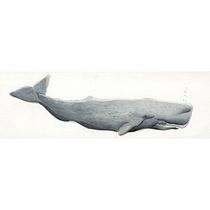 Inspirado en Mocha Dick. Un progetto di Belle arti, Pittura, Pittura ad acquerello e Illustrazione naturalistica di Jose Molina Rosillo - 13.09.2022