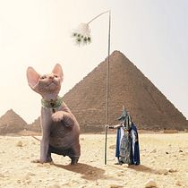 My project for course: Surrealistic Photomontage with Photoshop . % ahmad alazzeh tarafından hazırlanan Fotoğraf Post Prodüksi, on, Fotoğraf Rötuşlama, Dijital Fotoğrafçılık, Fotoğrafik Kompozis, on, Ve Fotomontaj projesi - 09.13.2022