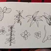 Mi proyecto del curso: Sketchbook botánico: una aproximación meditativa. Ilustração tradicional, Esboçado, Desenho, Pintura em aquarela, Ilustração botânica, e Sketchbook projeto de Lorena Valderrama Orduz - 14.09.2022
