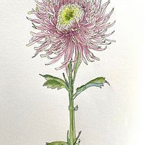 Mein Abschlussprojekt für den Kurs: Botanisches Zeichenheft: ein meditativer Ansatz. Ilustração tradicional, Esboçado, Desenho, Pintura em aquarela, Ilustração botânica, e Sketchbook projeto de Britta Büchner - 20.10.2022