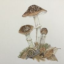 My project for course: Naturalist Illustrations with Watercolors: Drawing and Composition. Traditional illustration, Drawing, Watercolor Painting, and Naturalistic Illustration project by Ellyn Gaspardi - 09.13.2022